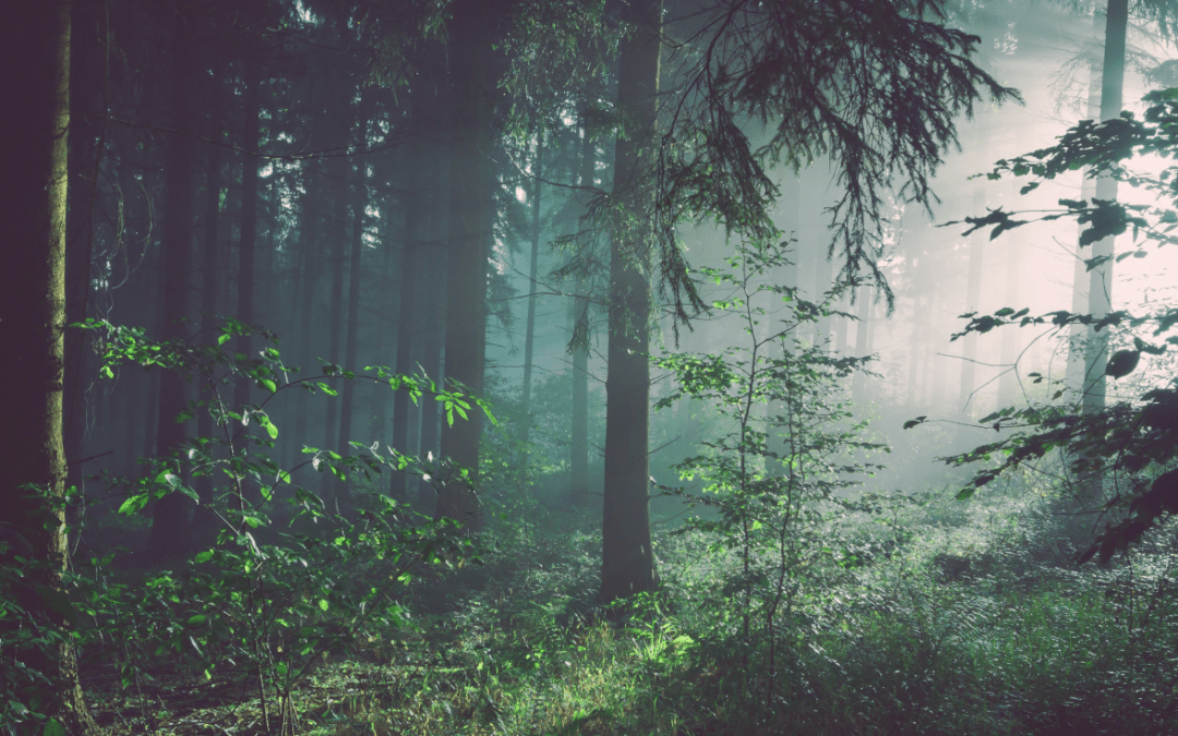 Skog & natur